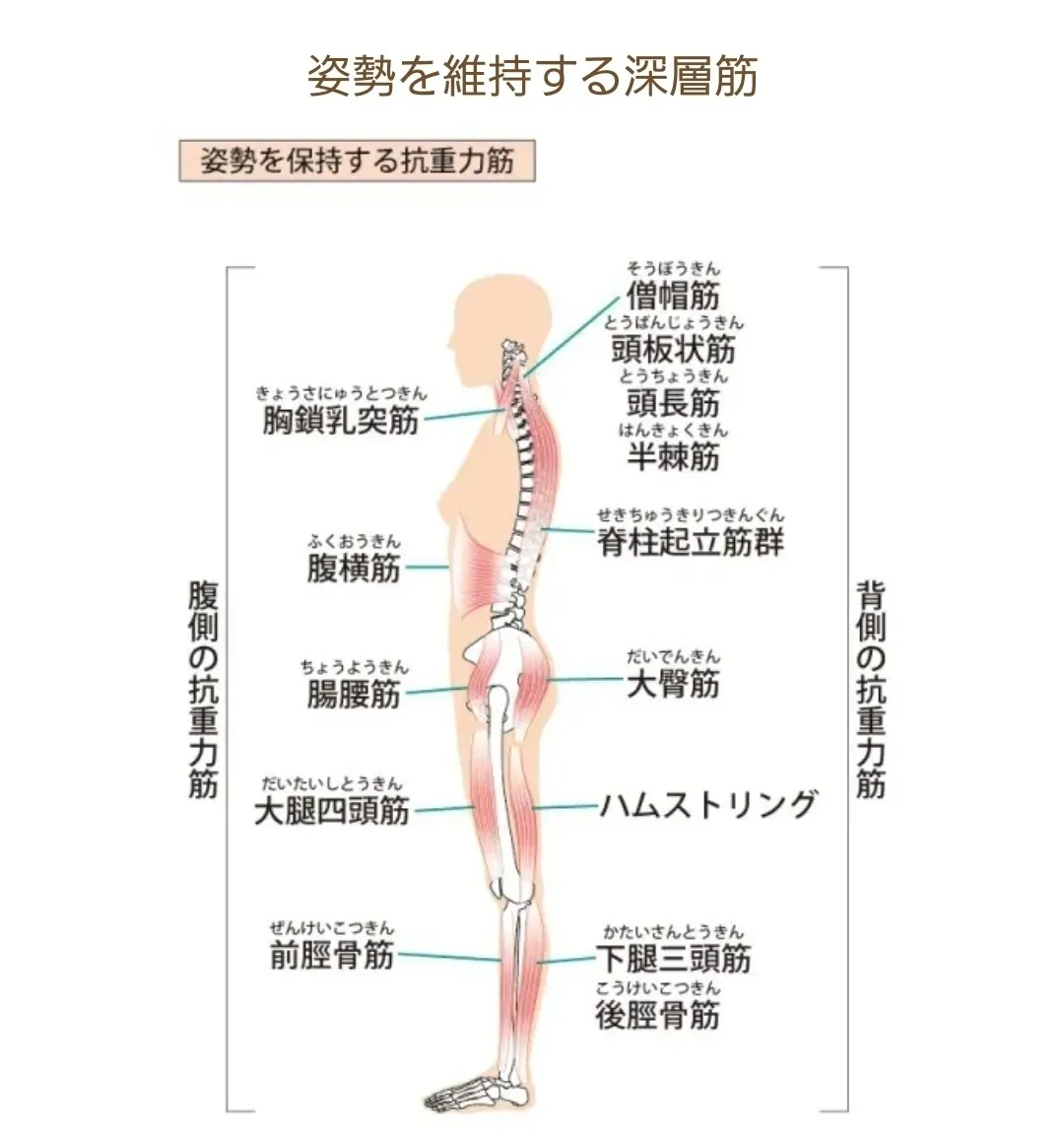 【腰痛】腰を守っている筋肉・姿勢